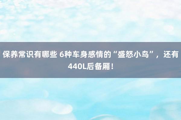 保养常识有哪些 6种车身感情的“盛怒小鸟”，还有440L后备厢！