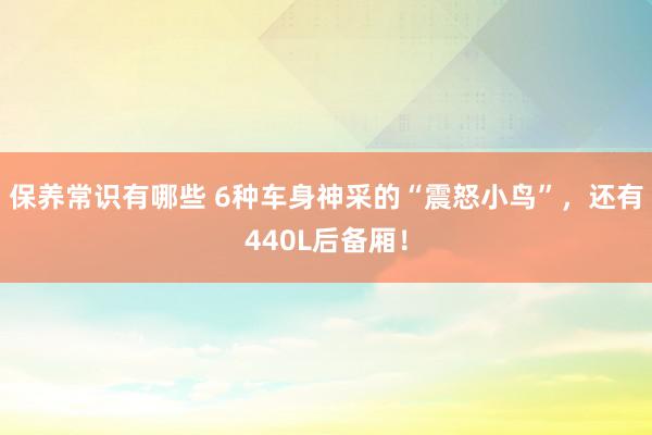 保养常识有哪些 6种车身神采的“震怒小鸟”，还有440L后备厢！