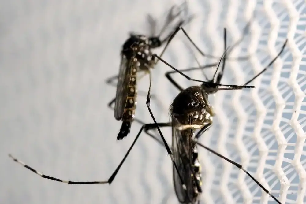 Butantan recebe autorização para produzir vacina contra chikungunya no Brasil