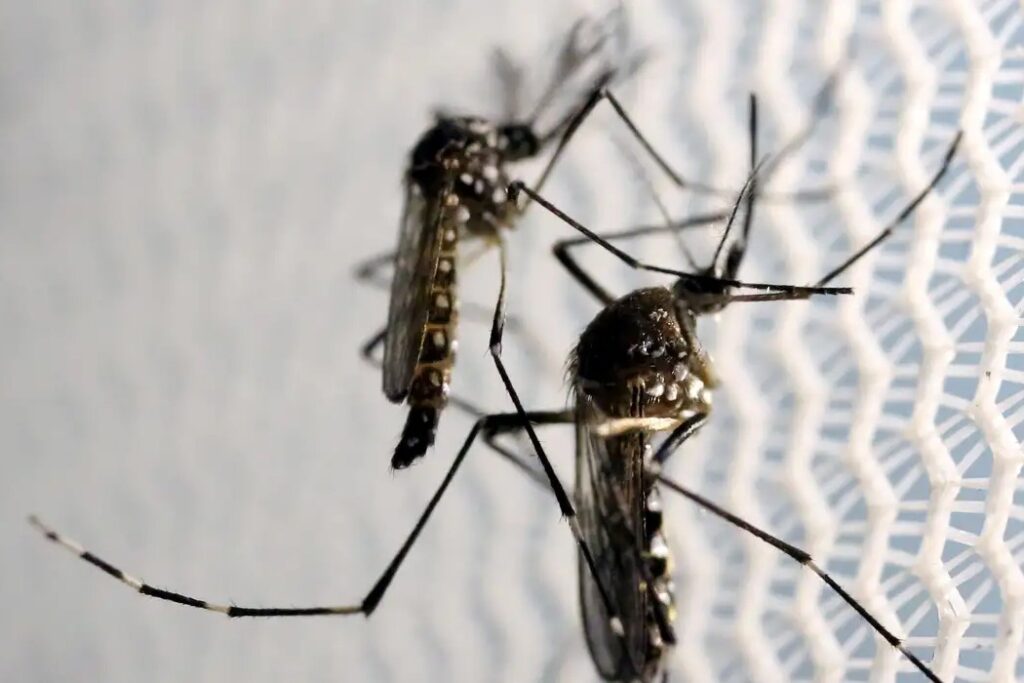 Butantan recebe autorização para produzir vacina contra chikungunya no Brasil