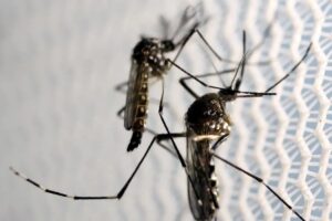Butantan recebe autorização para produzir vacina contra chikungunya no Brasil