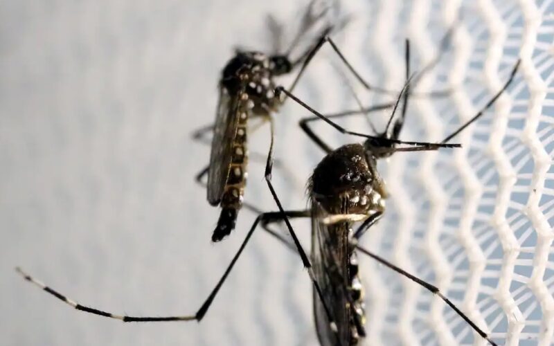 Butantan recebe autorização para produzir vacina contra chikungunya no Brasil