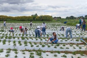 Mais de 100 mulheres certificadas em programa rural em Brazlândia