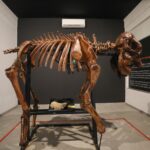Museu do Zoo de Brasília reabre com esqueleto de girafa e acessibilidade