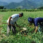 Senado aprova projeto que renegocia dívidas rurais com fundo do pré-sal